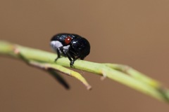 Saxinis deserticola