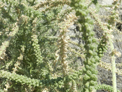 Reseda suffruticosa