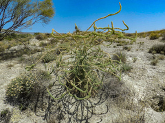 Reseda suffruticosa