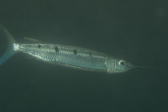 Hemiramphus far