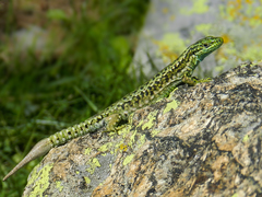 Iberolacerta cyreni