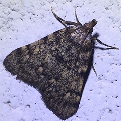 Aglossa pinguinalis