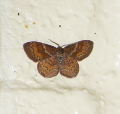 Leptostales rubromarginaria