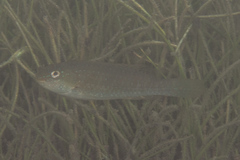 Leptoscarus vaigiensis