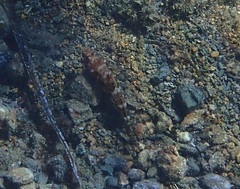 Gobius cruentatus