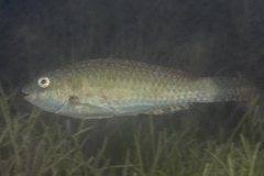 Leptoscarus vaigiensis