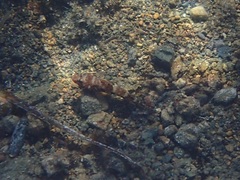 Gobius cruentatus