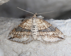 Orthonama evansi