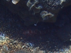 Gobius cruentatus