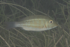 Lethrinus obsoletus
