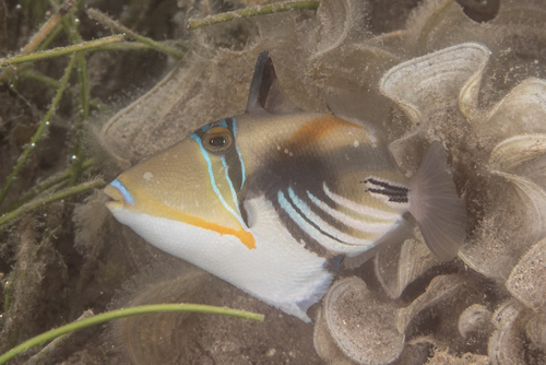 Lagoon Triggerfish