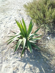 Yucca gloriosa tristis