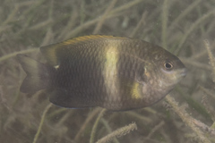 Chrysiptera biocellata