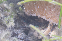 Asterropteryx semipunctata