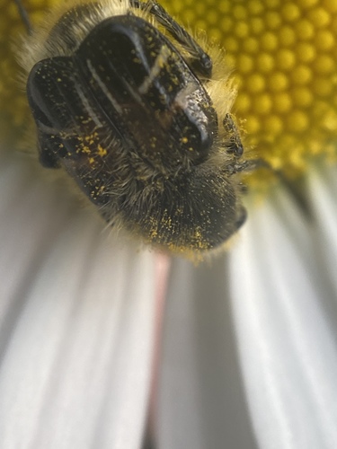 Bee-mimic Beetle photo 3