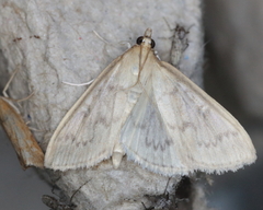 Framinghamia helvalis