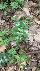 Hydrophyllum virginianum