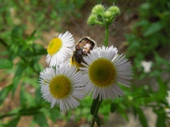 Lasiotrichius succinctus
