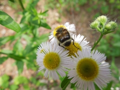 Lasiotrichius succinctus