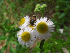 Lasiotrichius succinctus
