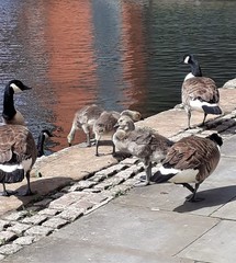 Branta canadensis