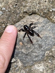Stenopelmatus minor