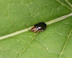 Capraita circumdata