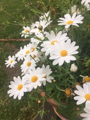 Argyranthemum frutescens