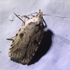 Agonopterix canadensis