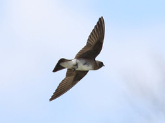 Stelgidopteryx serripennis ridgwayi
