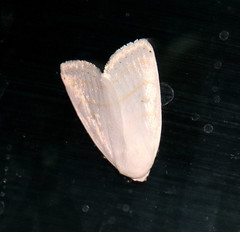 Bagisarinae