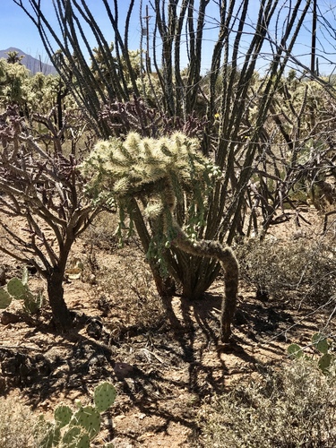 Cylindropuntia fulgida