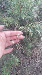Asperula supina
