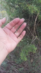 Asperula supina