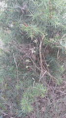 Asperula supina
