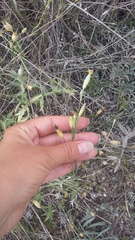 Dianthus marschallii
