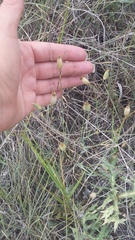 Dianthus marschallii
