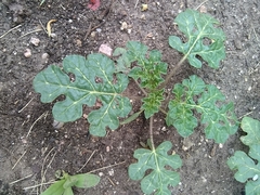 Solanum rostratum