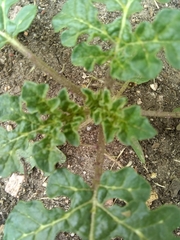 Solanum rostratum