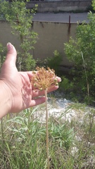 Allium cyrillii