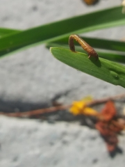 Geometridae