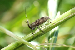 Leiopus femoratus