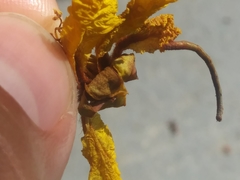 Geometridae