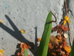 Geometridae