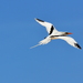 Tropicbirds - Photo (c) kansasphoto, some rights reserved (CC BY)
