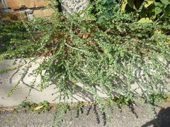 Andrachne telephioides