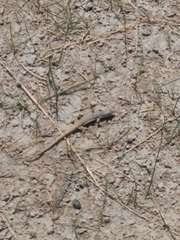 Eremias multiocellata