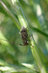 Leiopus femoratus