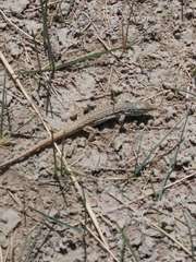 Eremias multiocellata