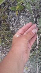 Asperula supina